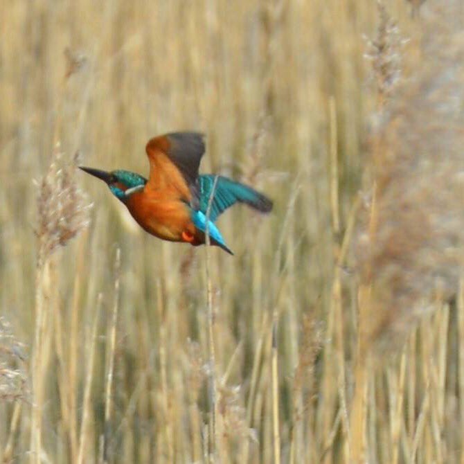 naturalhuntpix's tweet photo. @ChrisGPackham #1st #everphoto #kingfisher #westonshore #southampton https://t.co/M0BIv6xCFl