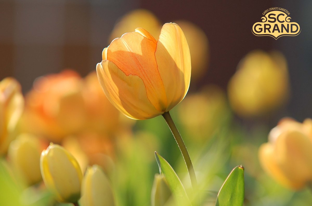 SC_GRAND's tweet image. Saulaini un pozitīvi sveicieni visām dāmām no SC GRAND kolektīva!