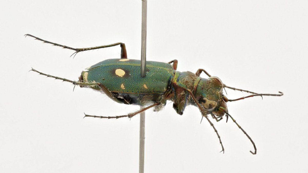 ZooSphereNet's tweet photo. New Hi-Res Image Sequence: Cicindela campestris
https://t.co/eC1dFLsTAV
#Macro #Nathist #ZooSphere https://t.co/9i3z3JADQ9