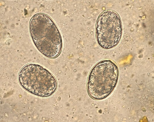 VetTechPrep's tweet photo. Vet Tech Challenge: Name That Organism! https://t.co/7gI6OI1LCc #VetTechStudents #VetMed https://t.co/4H3yl7n6KZ