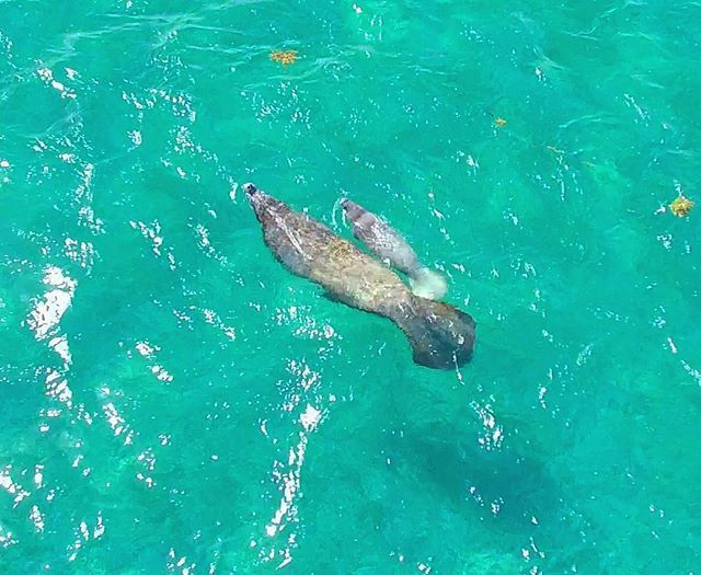 SeaLifeProject's tweet image. Today is international Women's Day and Reef Week 2016; a great day to pledge to #protectyo… bit.ly/1UaKIVA