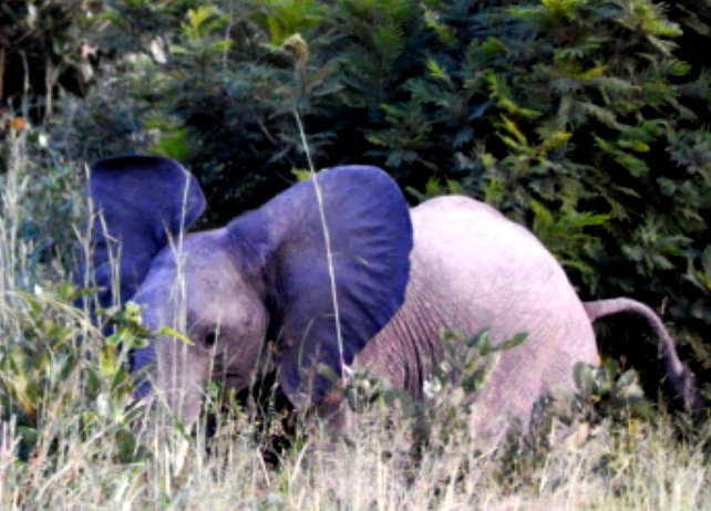 Rawbotswana's tweet photo. #aweekinpictures including a blue eared elephant!  #ridingsafaris #walkingsafaris #botswana @SAFARITALK https://t.co/g6jFUYKcnT
