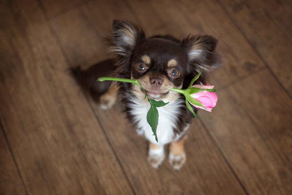 Dünya Kadınlar gününüz kutlu olsun! 💃🙋🐾 #8mart #kadinlargunu #dunyakadinlargunu #internationalwomensday