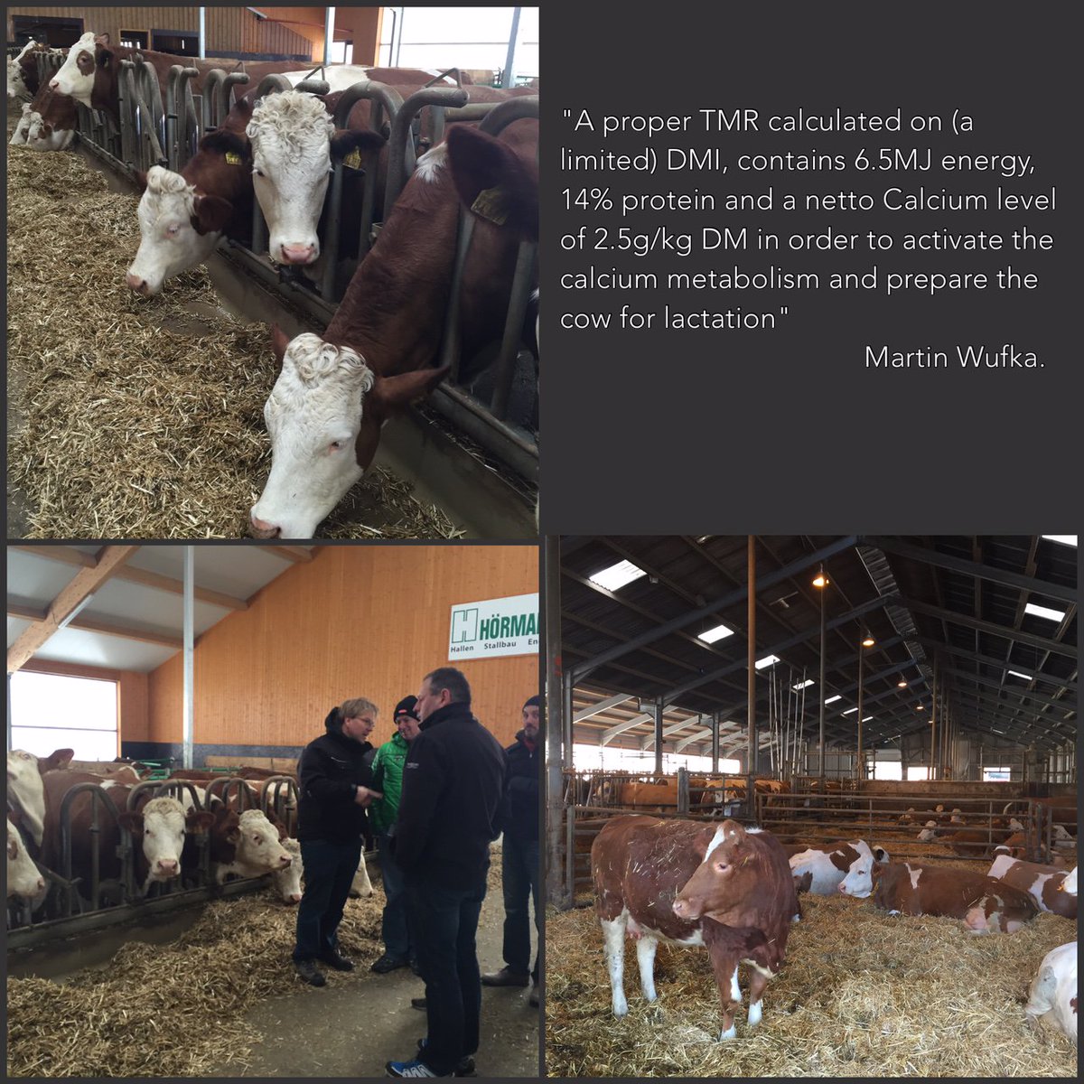 CALFlX's tweet photo. German Simmental, a robust cow with a good milk prod. But, she has also to deal with the calcium challenge #CalFix https://t.co/RkTnSIhEcb