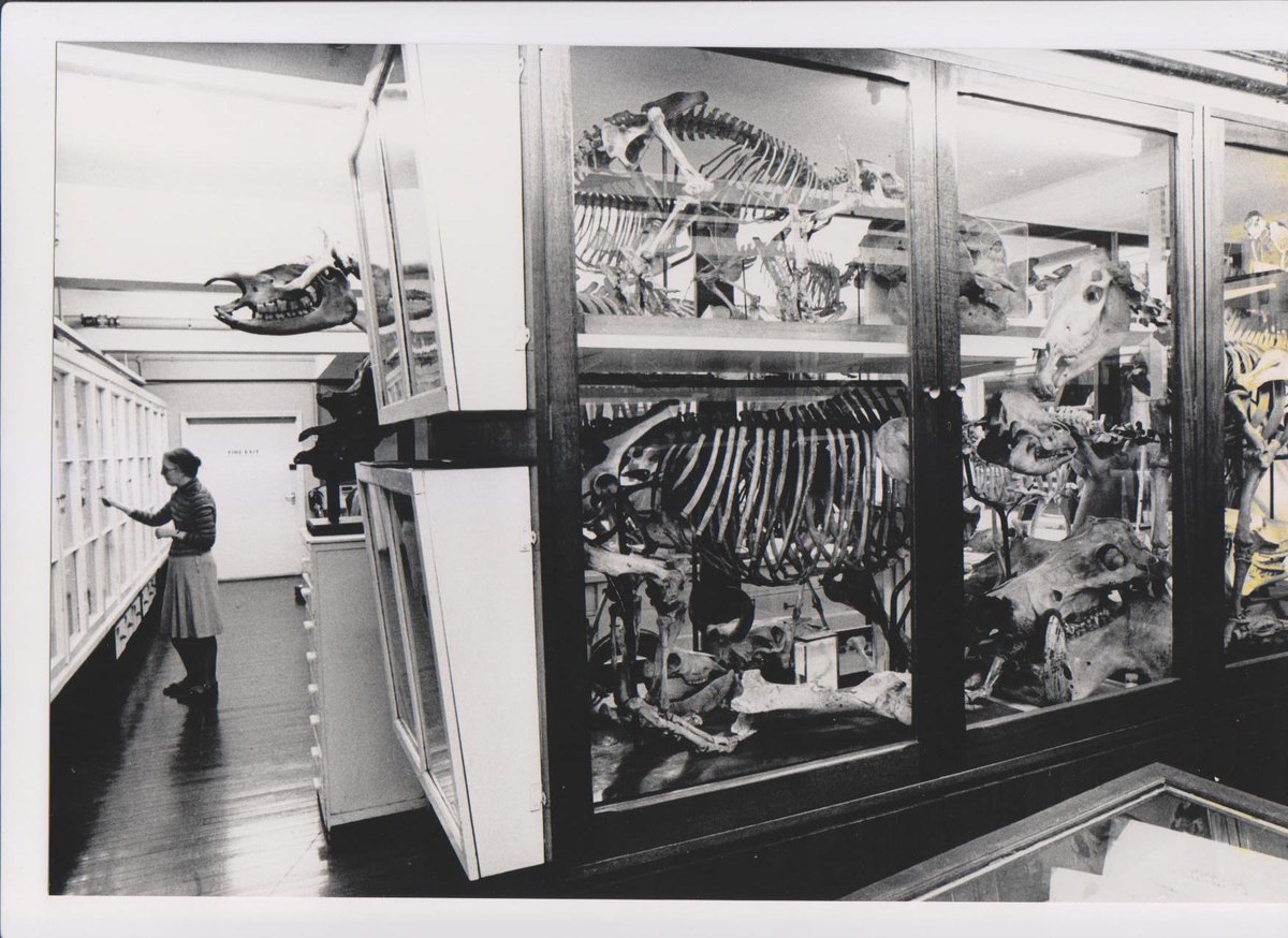 GrantMuseum's tweet photo. Read all about our first female curator Rosina Down:
https://t.co/29zxPk6IqK
#InternationalWomensDay #IWD https://t.co/03yhtwCGrt