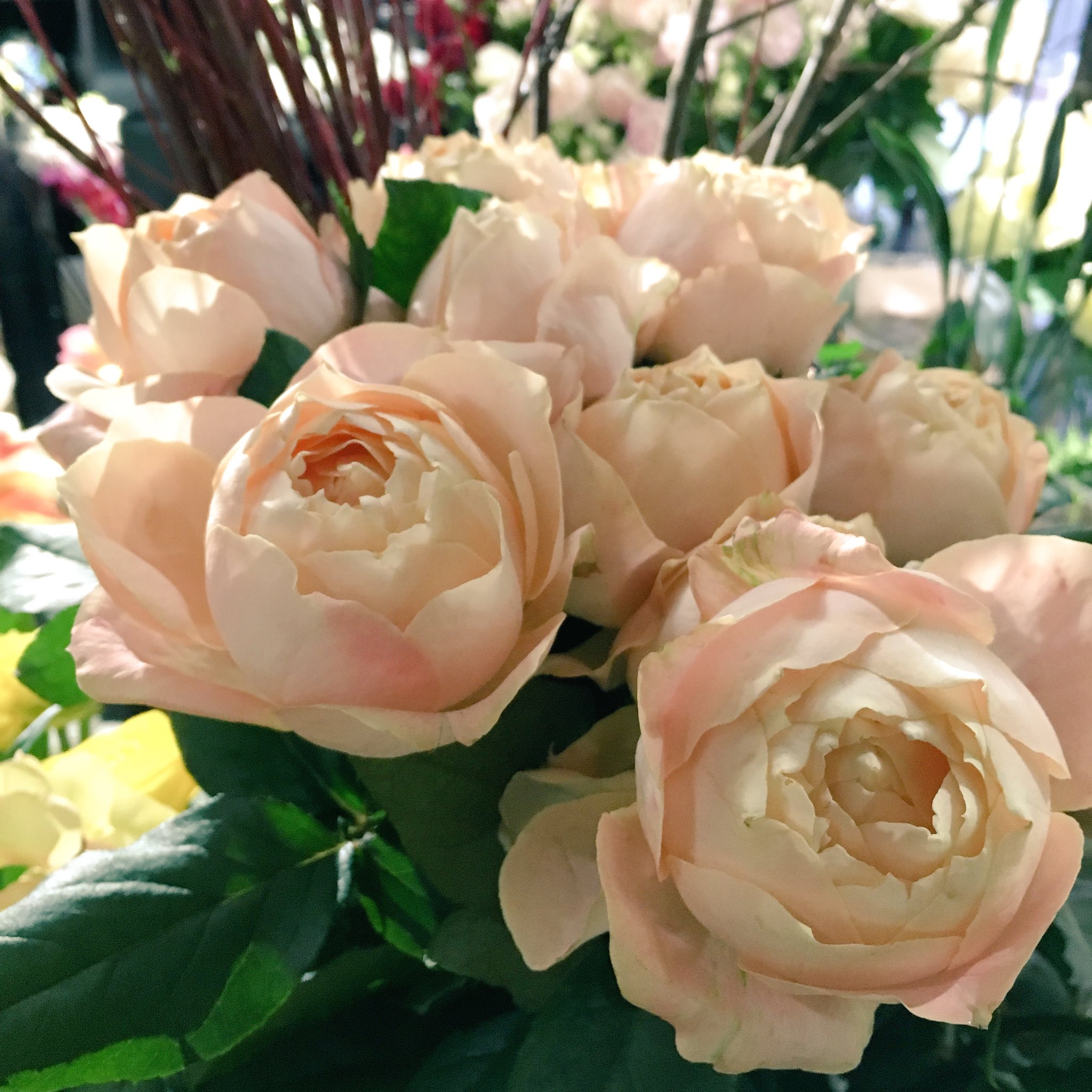 Twitter 上的 Life Deco ライフデコ フラワーギフト 仄かに赤らんだほっぺたみたい ローズ アプリコットファンデーション T Co Rjlp6ejqcq Twitter