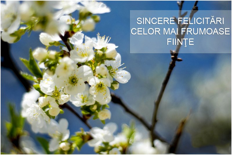 CProiect's tweet image. Dragi mame, soţii, iubite, bucuraţi-vă din plin de această zi superbă .
~~~~~~~~~~
Cu drag, echipa CREATOR-PROIECT
