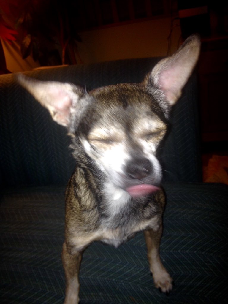 marykirby71's tweet photo. Happy @TongueOutBot from #coco the @OttawaDogRescue #foster #dog #adoptdontshop #rescue #seniorchi https://t.co/3WdCjX6waj
