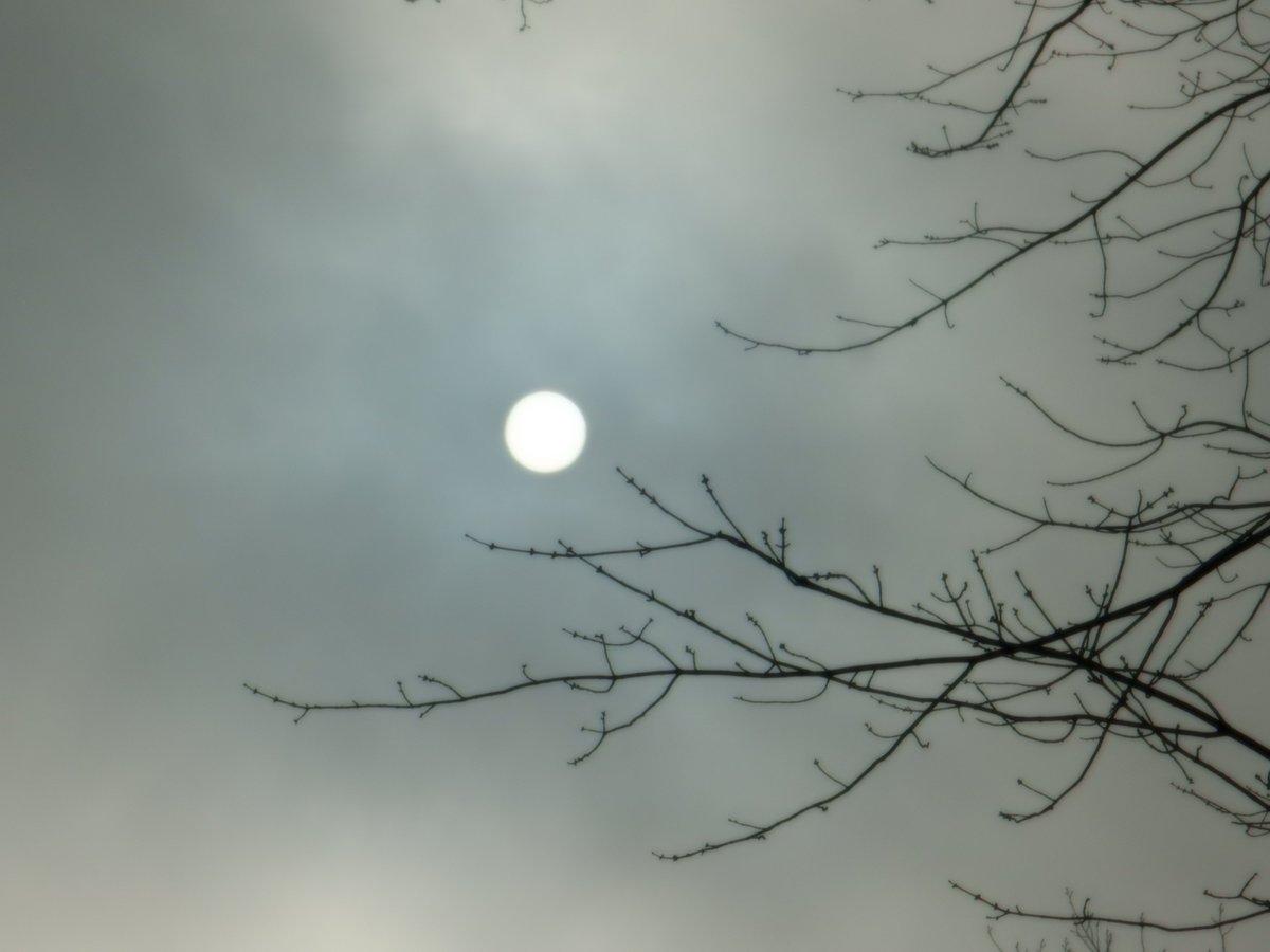 mardays1's tweet image. #daytimemoon #cloudymoon