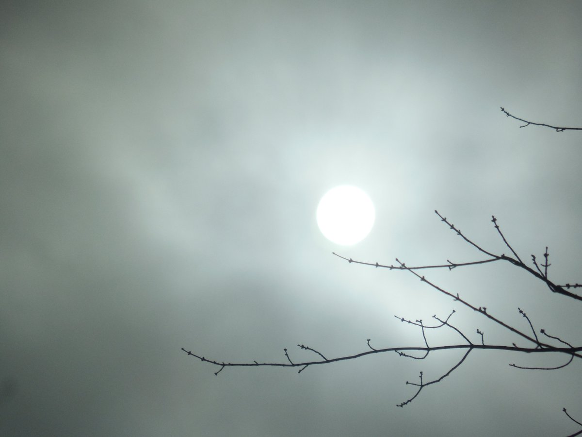 mardays1's tweet image. #daytimemoon #cloudymoon