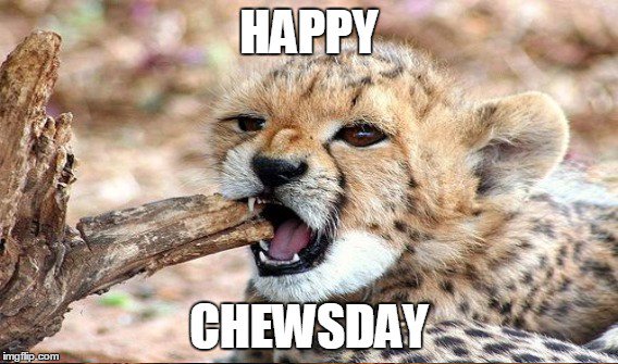 THEryanlindsay's tweet photo. Nom nom nom. Happy Chewsday, y'all.
#NewCountryMornings https://t.co/7c0Qo8a3JO