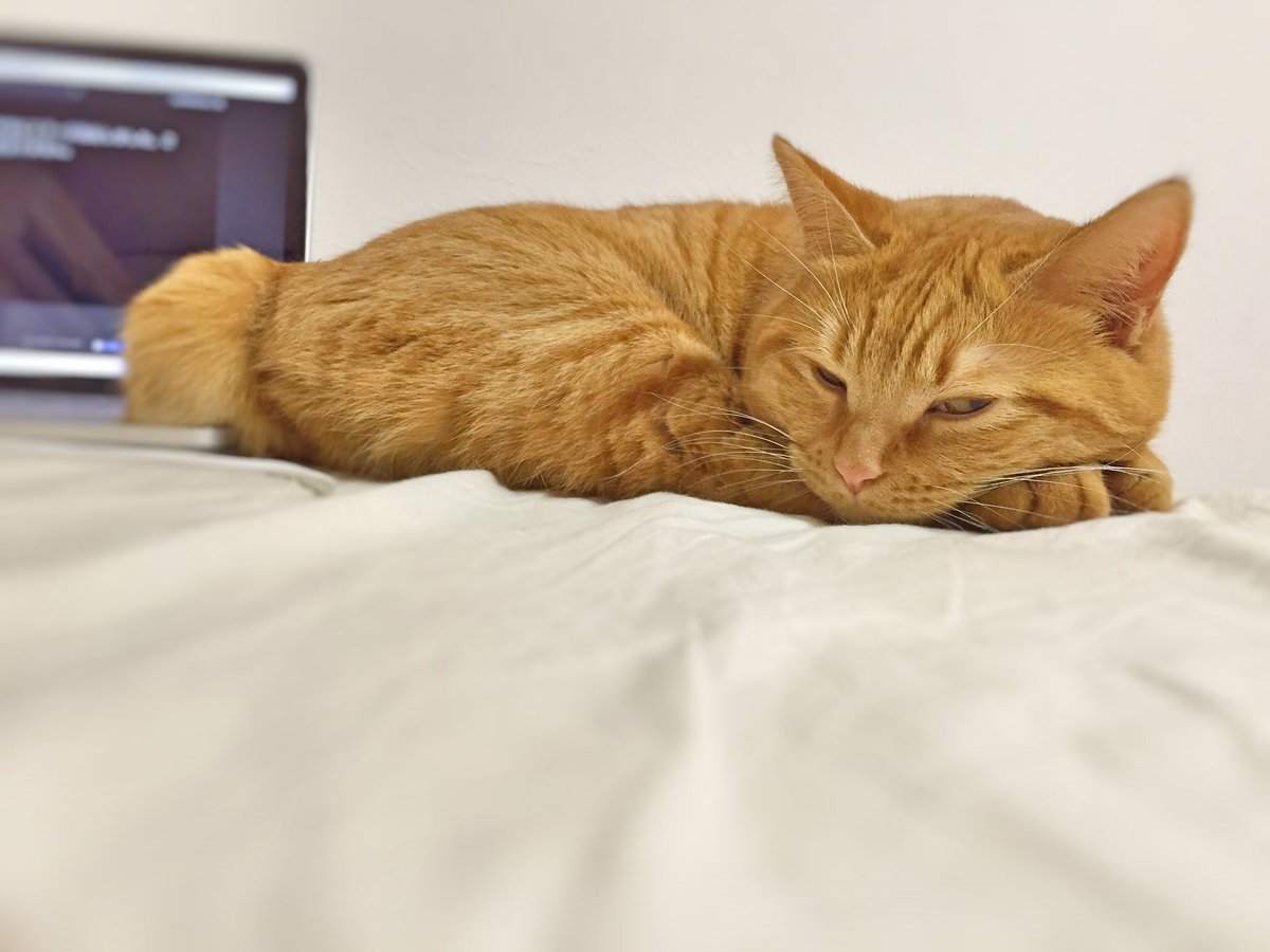 おやすみねこちゃん Hashtag On Twitter