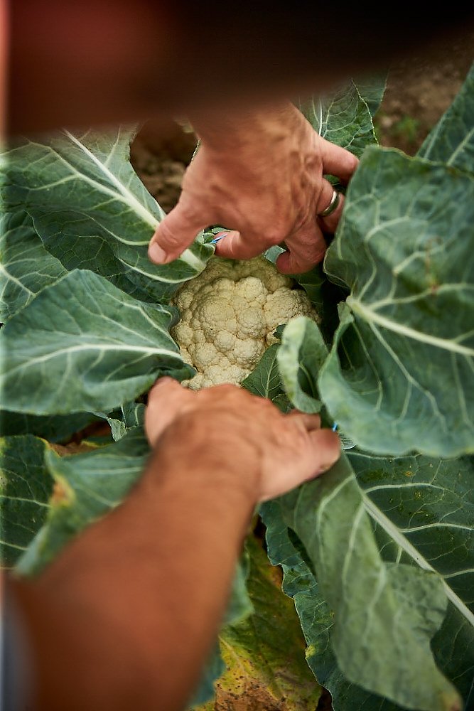FrankFerragine's tweet photo. Today is the day that my newest book "Food to Grow" hits shelves across Canada. https://t.co/SmPZGhFDw4 #grow #food https://t.co/lA5wph7YFB