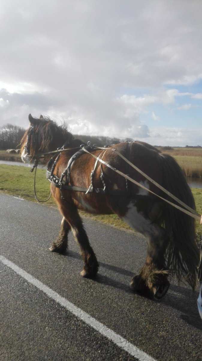Ondertussen nog steeds aan het beleren van een nieuw paard die het super doet