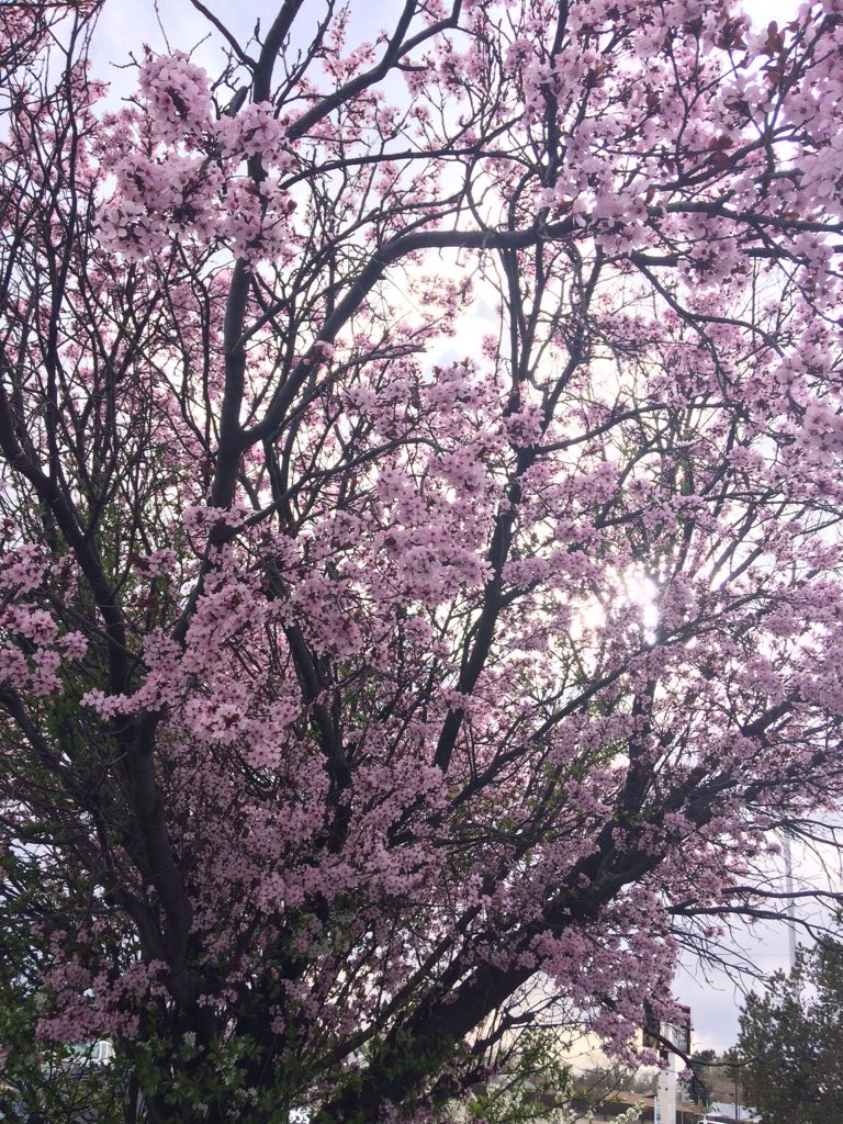 dabthecrumble's tweet photo. Cherry blossoms always remind me of home ❤️ https://t.co/NXMVVMvlSf