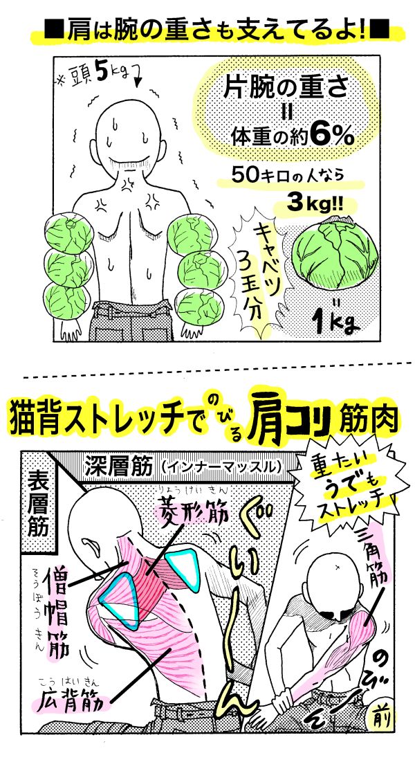 「片腕の重さ=体重の6%」といわれています。諸説によるともっと重いとも…? 頭は5kgで両腕で6kgとか…そりゃ肩も凝るわけだわ…。
そんな腕をひっぱる「肩コリ解消ストレッチ」はこちら→https://t.co/i5IGVpc1dq