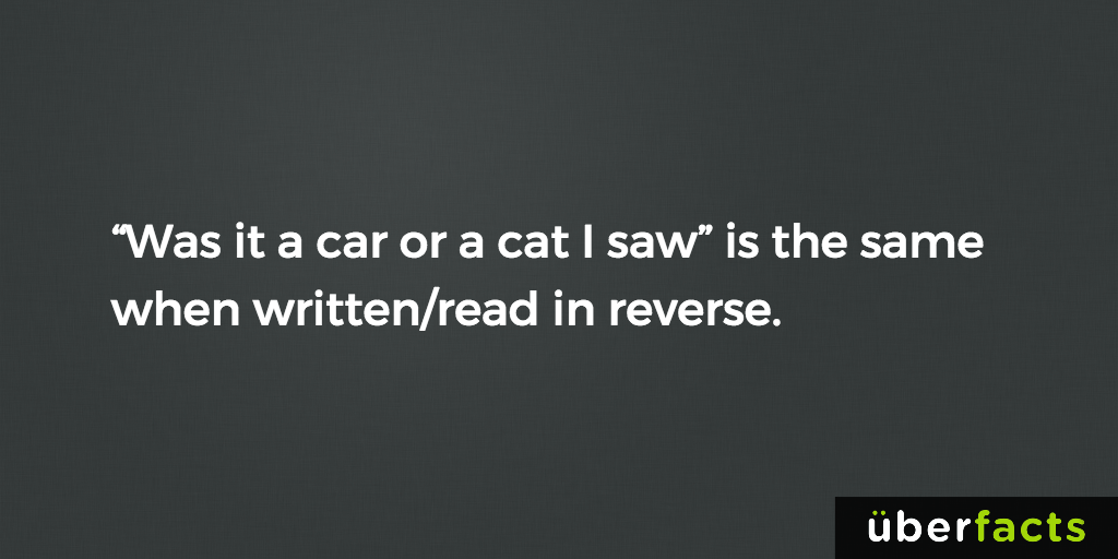 UberFacts's tweet photo. Was it a car or a cat I saw https://t.co/2axMyd54dV
