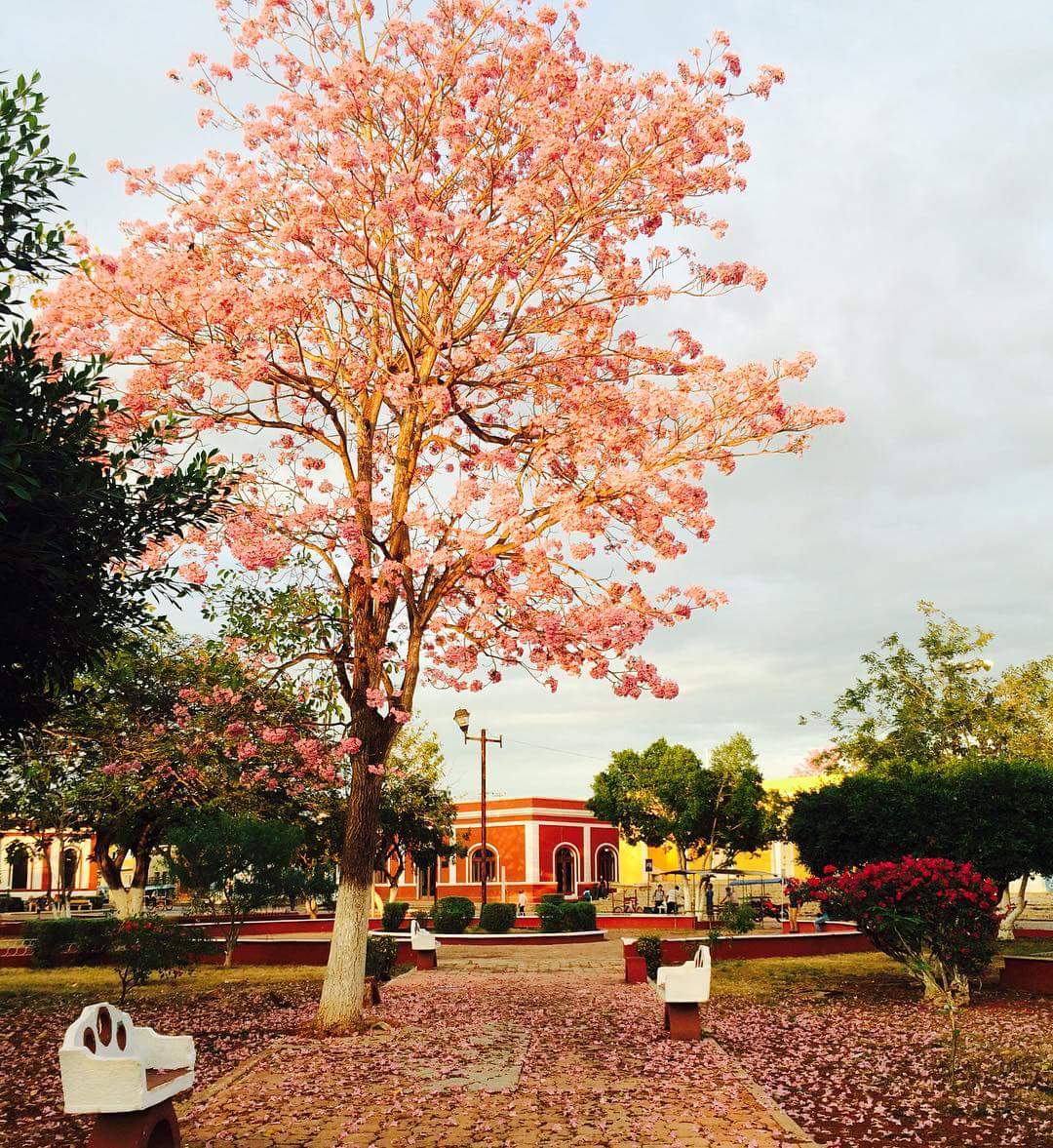 Dzitbalche's tweet photo. Atardecer en Dzitbalché Campeche. #primeronoticias https://t.co/G5Qf70YEJ3