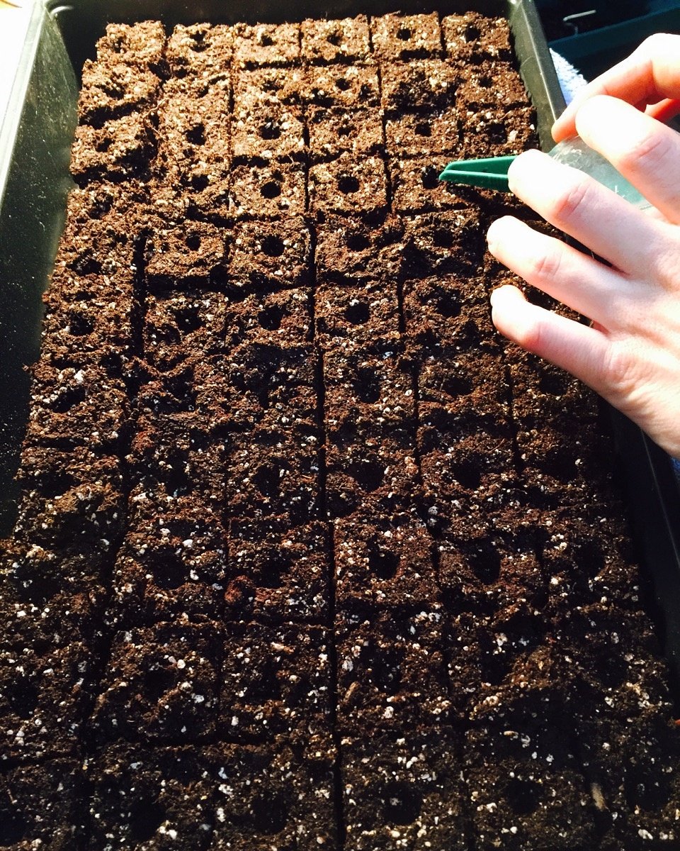 KnownSourceFarm's tweet image. Onions for our #summer #harvest! #spring is right around the corner! #Farmer  #CSA #HarvestAmerica #harvest2016