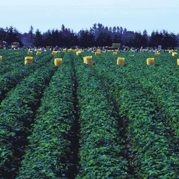 Damla sulama yöntemini tercih eden üreticiler birim alandan alınan ürün veriminde %20 –50’ ye kadar artış sağlıyor.