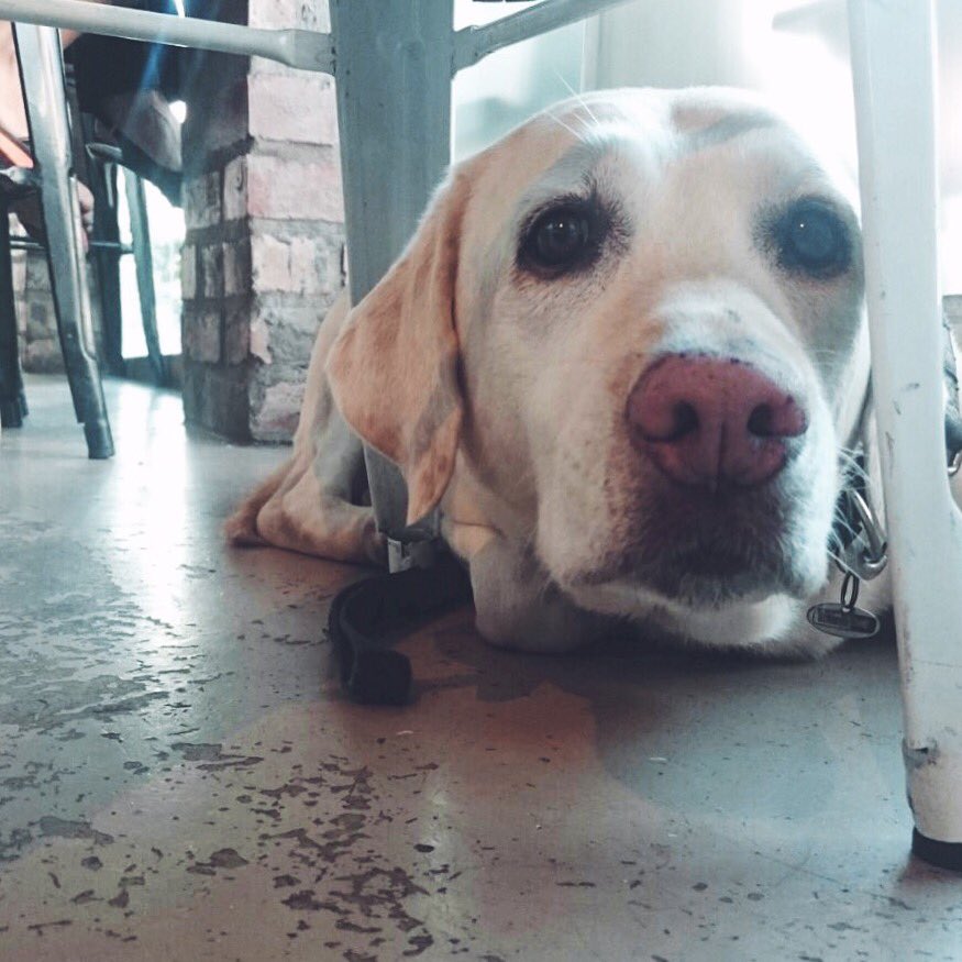 Humans are cool but dogs are cooler. Our favourite kind of customer...