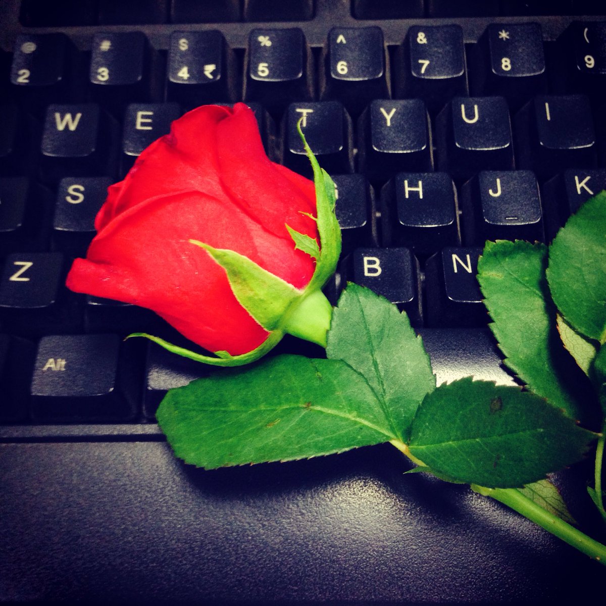 JulinSara's tweet photo. Tiny gesture,but meant a lot..☺️Security lady welcomed wid dis n a sweet smile on her face 2day at work😊🌹 #WomensDay https://t.co/tR9tQ4kzAN