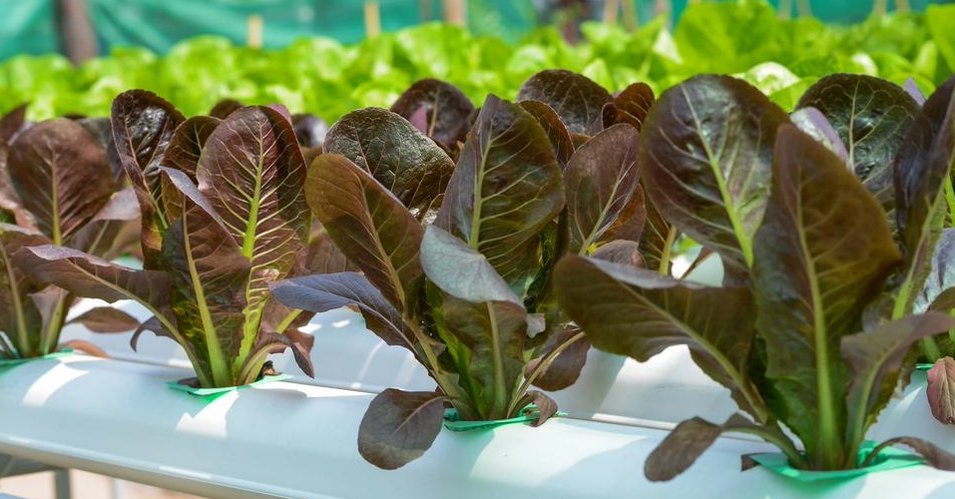 enviromantis's tweet photo. Interested in learning about hydroponics at home? https://t.co/L3JnxsqPjs https://t.co/hiv0p71Fa2