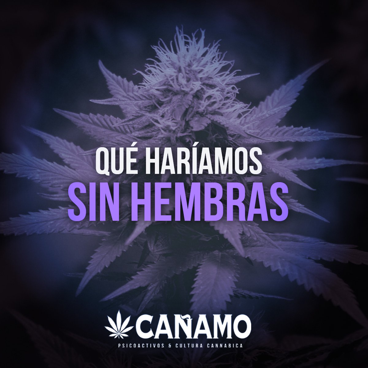 canamochile's tweet photo. #RevistaCánamo #DiaInternacionalDeLaMujer https://t.co/h0QA2V08OP