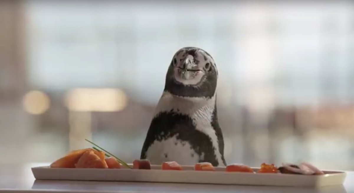 DXB's tweet photo. VIDEO: Pedro the penguin's visit to DXB won 'Best YouTube Campaign' at The Moodies 2015 https://t.co/5RcyvQmkvx https://t.co/RHt5Y4ZWOS