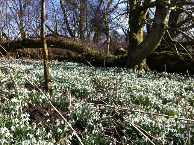 Transfor_MAT's tweet image. Dagens snödroppshav i min trädgård / Sea of Galanthus in my garden