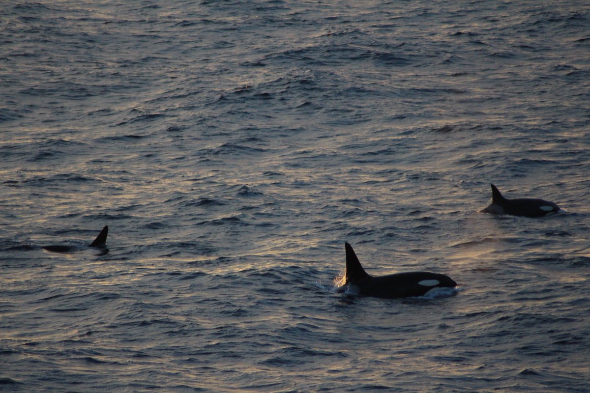 ORCA_web tweet picture