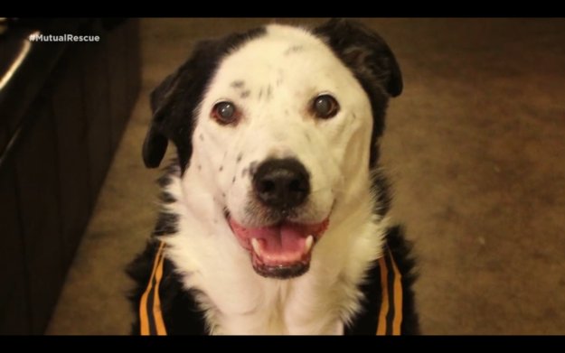 The beautiful story of how a shelter dog changed this man’s life will make you ugly cry http://bzfd.it/1UQgSWV