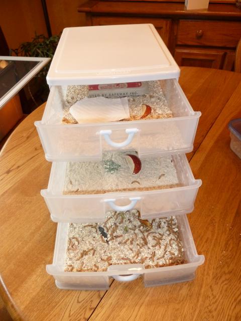 Meal worm farming - gardensensations.xyz/meal-worm-farm… #garden #gardens #gardening