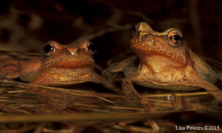 FroghavenFarm's tweet image. Jeepers creepers, can't you hear those peepers! #Spring #FrogWatch #SpringPeepers #TNHerpSoc #FrogSong #PARC #SePARC
