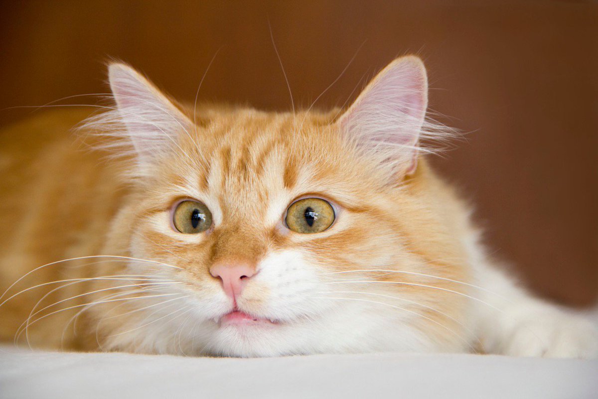 RaniaGeitani's tweet photo. @catsofinstagram https://t.co/VrTUlmFvrn