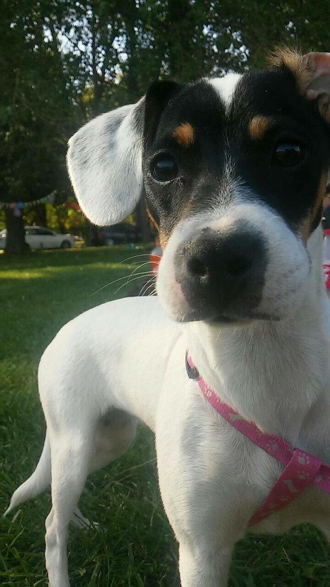 botaspuesta's tweet photo. ÑUÑOA! extraviada desde P.Torres c/J.Zegers,Lola,Fox terrier,5 meses, cola larga,sin collar, favor RT @Siliconvalle https://t.co/dONWSIjLd3