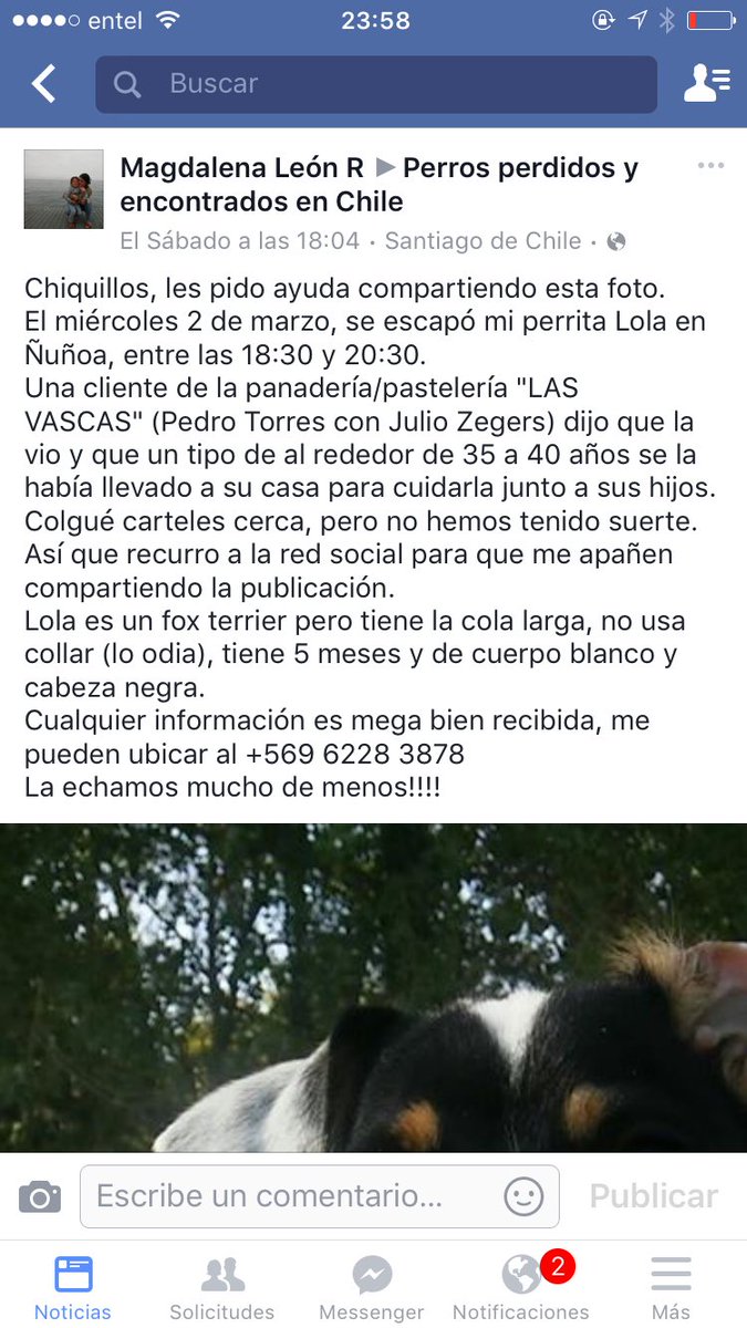botaspuesta's tweet photo. ÑUÑOA! extraviada desde P.Torres c/J.Zegers,Lola,Fox terrier,5 meses, cola larga,sin collar, favor RT @Siliconvalle https://t.co/dONWSIjLd3