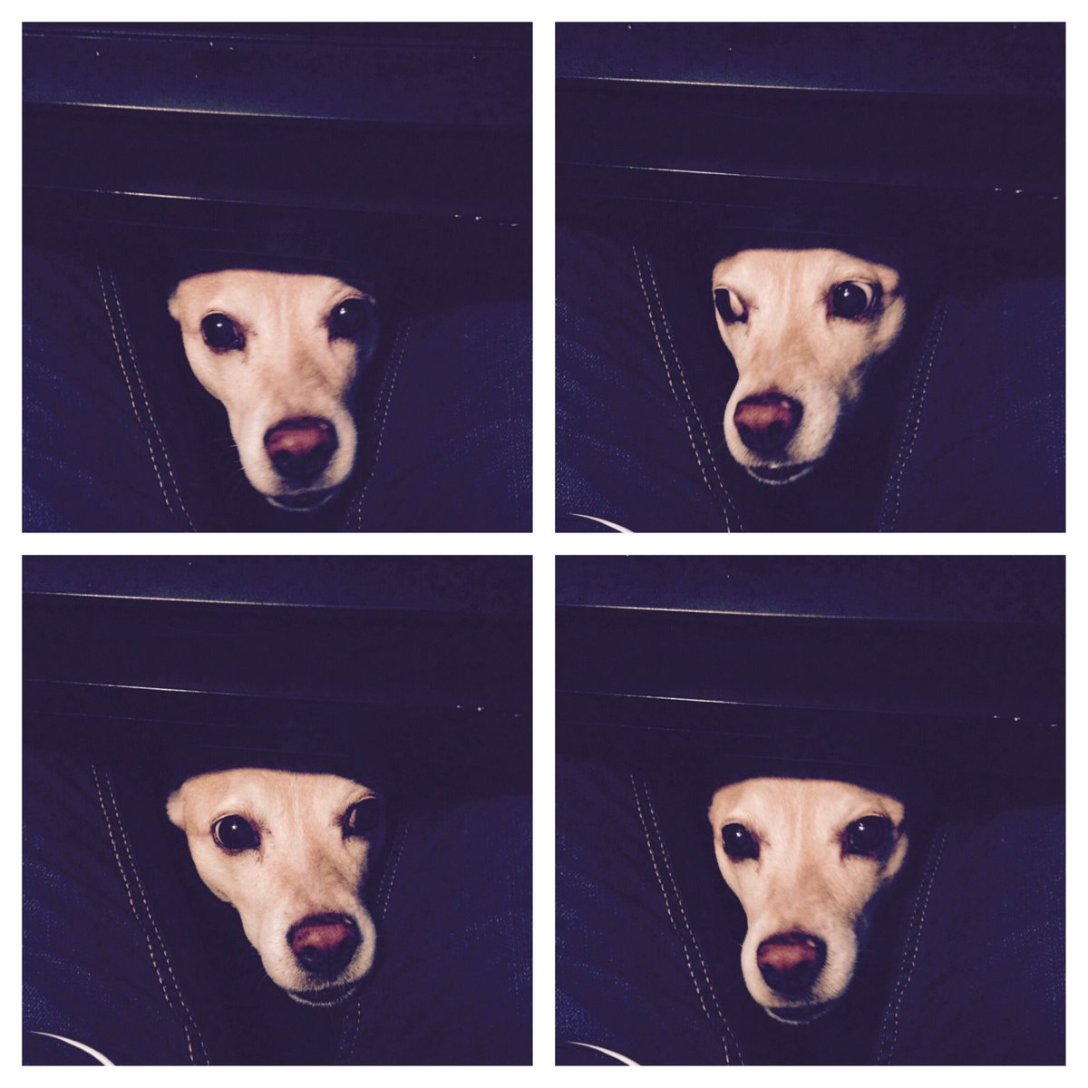 txmonkeydog's tweet photo. Storms.... #savememom #deskbunker #dogslife #texasstorms #bugeyes https://t.co/AtGQKJUg7c