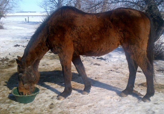JBMEquiFarms's tweet photo. #oldman is getting there! 2mos. post choke. Jazz is getting his shine on #horses Thanks @TributeEquine &amp; #ExcelEQ https://t.co/14stj0r3Lg