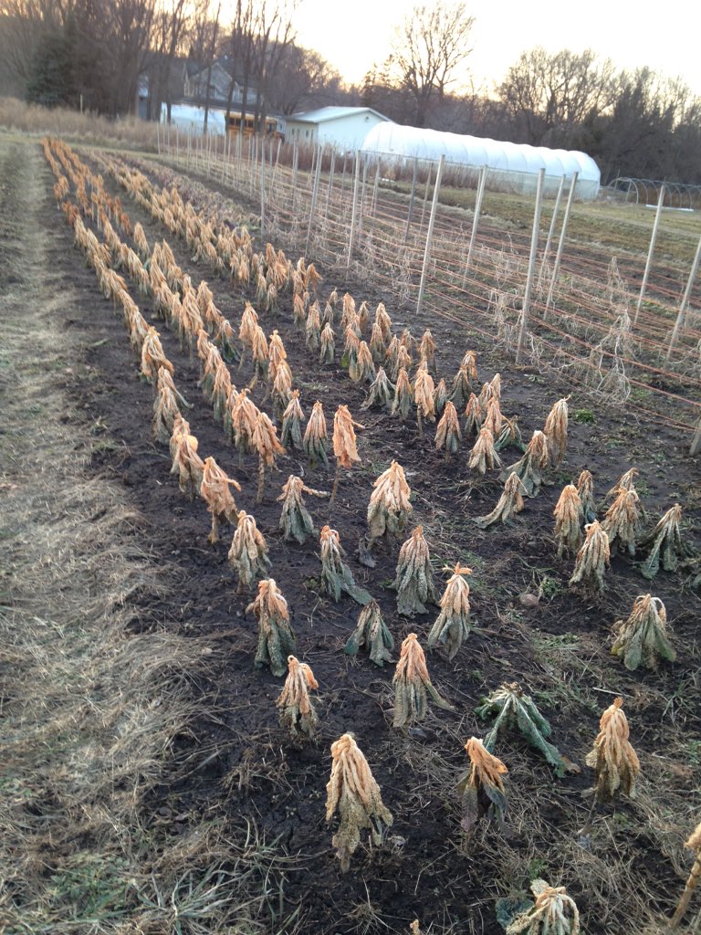 Boundless Roots Farm tweet media