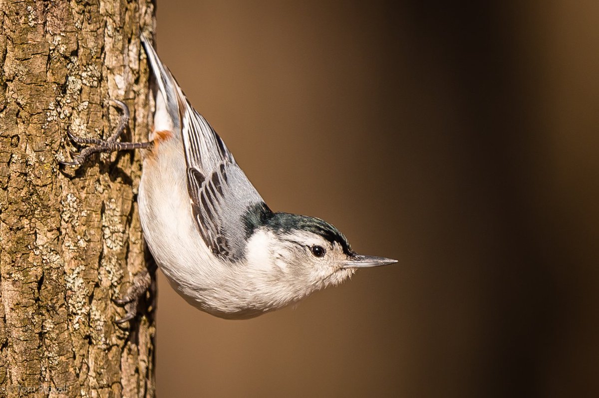 lightlifeimages's tweet photo. Spring is a great time for the #Nuthatch at #Nova_Parks #NVRPA and Meadowlark Botanical Gardens. https://t.co/suEXIpjWMQ