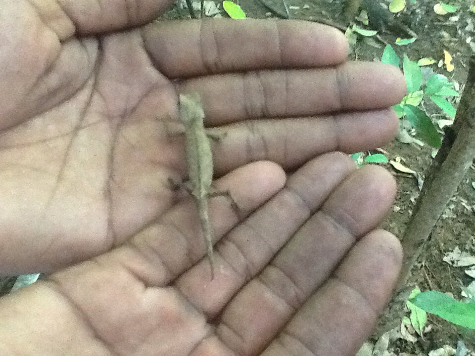 littlewing44's tweet photo. Worlds smallest chameleon #nature #africa #Madagascar #travel #adventure #LiveWild #Freedom #Trekking #Lakobe https://t.co/22gqQcsMnh