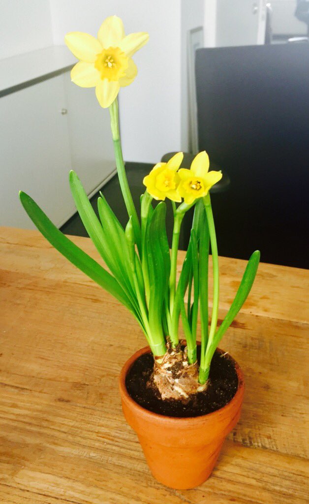 MKrekel_BILDde's tweet photo. Kollegen, die den Frauen der Redaktion am #Weltfrauentag Blumen mitbringen - unbezahlbar! @BILD_Berlin @jrg_bergmann https://t.co/rrwv7gqCQO