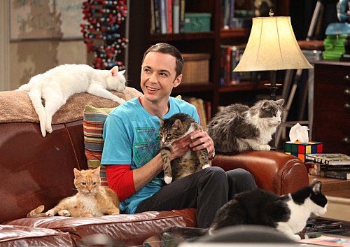 chicaonemillion's tweet photo. Mi futuro: 🐈🐱🐱 https://t.co/m8NyKkk1nh