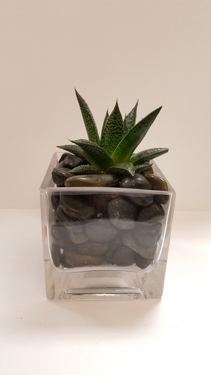 victorianjulia's tweet photo. Our #succulents table centerpiece ordered by one of our fine dining restaurant client for their event. https://t.co/MgVRXSCwhu