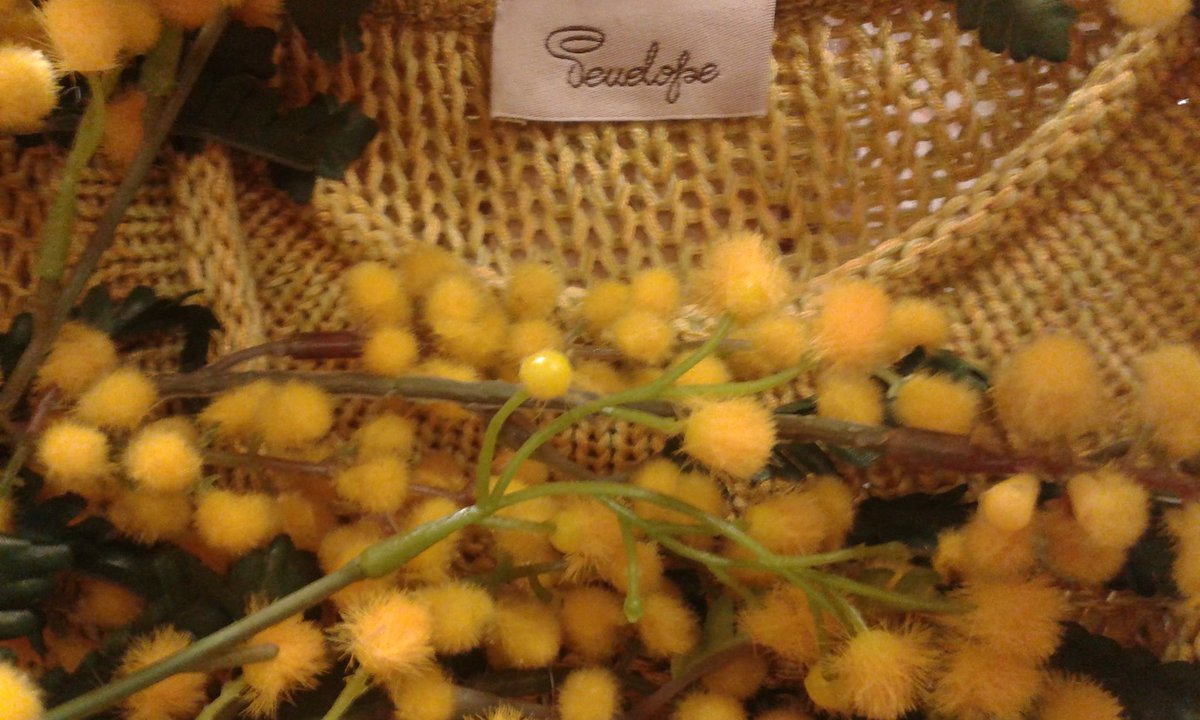 SncPenelope's tweet photo. #colore#mimosa#8marzo#festadelladonna https://t.co/kRM0j1V2Au
