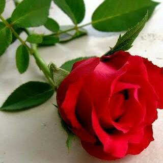 telengong tweet picture