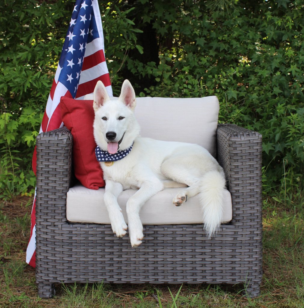 ae_outdoor's tweet photo. It's okay, @NTurnerDesign. We prefer dog hair on our furniture, too. #dbcatl https://t.co/z3qOVsy8hu
