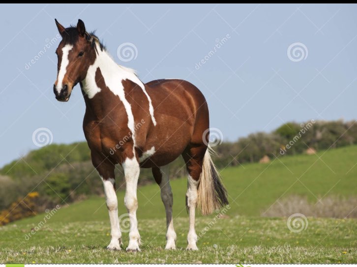 haffa321's tweet photo. @YASLYN_V gets horses and buffalo wings mixed up somehow... https://t.co/hcFc6rN1bL