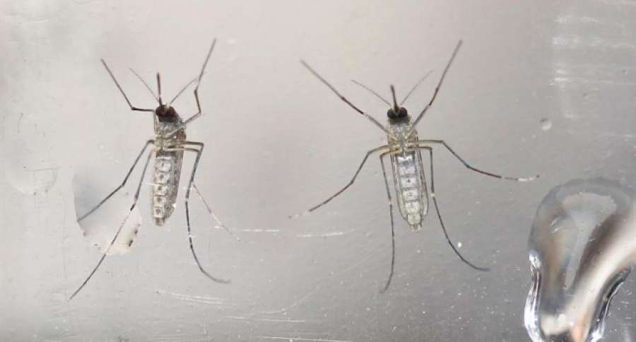 A3Noticias's tweet photo. La OMS publica una guía para evitar que el mosquito del Zika resista a los insecticidas https://t.co/jTQsZ9mxK1 https://t.co/QOuUYkTklj